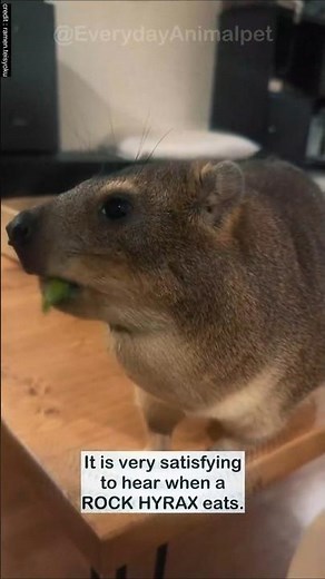A Rock Hyrax eating and making satisfying sound 😍