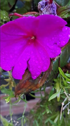 Purple Impatiens | Vibrant Shade-Loving Flowers for Autumn Colour