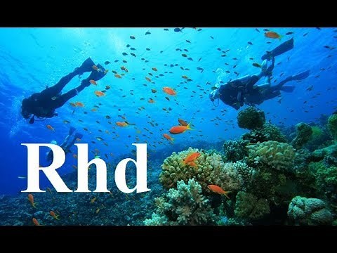 Carnivores of the Coral Garden Nature Sea, 2018 HD Documentary.