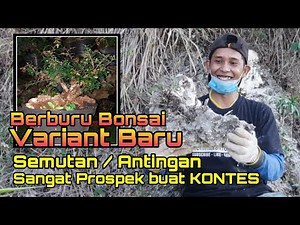 New Bonsai Variant... very promising for contests