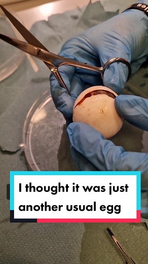 Turtle Eggsplorer | PhD on TikTok