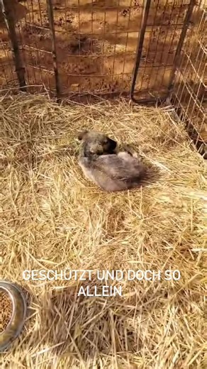 DASH Deutschland Tierschutz Kalamata on Instagram: "———— Immer wieder kommen Welpen zu uns, die an Räude erkrankt sind. Eine Erkrankung, die gut behandelbar ist – aber ansteckend. Deshalb müssen wir diese kleinen Seelen vorübergehend von den anderen trennen. Diese Entscheidung treffen wir zum Schutz aller Hunde. Uns tut es jedes Mal im Herzen weh, einen Welpen allein liegen zu sehen. Gerade in diesem Alter sollten Nähe, Spiel und Geborgenheit selbstverständlich sein. Doch diese kurze Zeit der Se