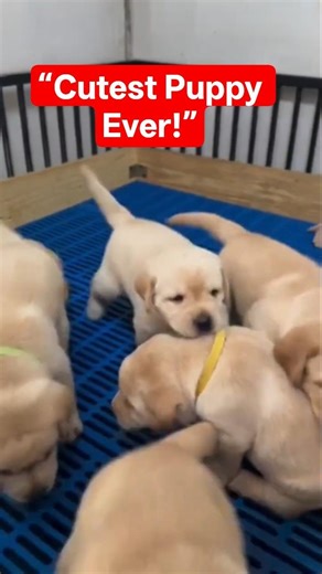 Small Lab Puppy So Cute 😍 | Adorable Labrador Puppy Moments 🐶💛#cutedogs #dogshorts #petlovers