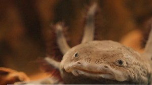 Ajolotes: los anfibios mexicanos fascinan a los visitantes del acuario más grande de Brasil