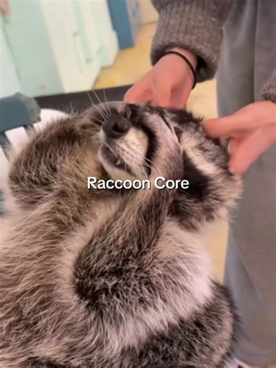 Raccoon Island by Aquarius on Instagram: "Raccoons really said: no thoughts, just chaos 🦝😂 You can see these funny little creators by booking an Aquarius Boat Tours cruise 🚤 Los mapaches viven en modo caos 🦝😂 Puedes ver a estos creadores tan graciosos reservando un tour con Aquarius Boat Tours 🚤 MiamiBoatTours #MiamiOnTheWater #AquariusBoatTours #MiamiExperience #BoatDayMiami"