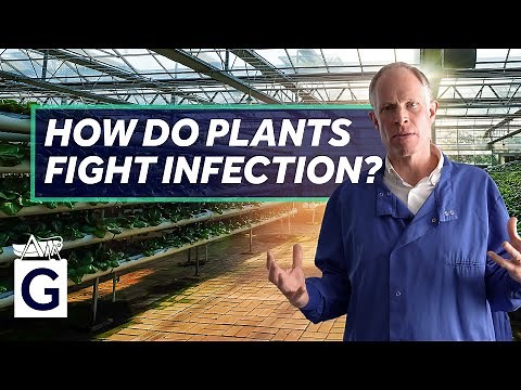 Green Immunity – How Do Plants Fight Infection? - Robin May
