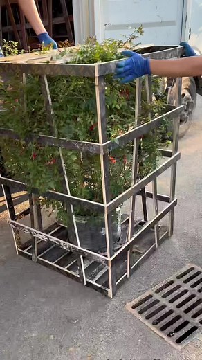 Transportation of plants🌳 #transportation #agricultureengineer