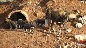 Six tiny African painted dog puppies have made their enclosure debut at Monarto Safari Park. Born to mum 'Bulu' in late April, the pups are becoming more adventurous every day and keepers say it won't be long before they are comfortable being in the exhibit full-time. 7NEWS Adelaide at 11.30am, 4pm and 6pm | www.7NEWS.com.au #7NEWS | 7NEWS Adelaide