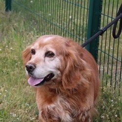 Un couple adopte une chienne de 12 ans : 24h après, ils reviennent au refuge et font une annonce choquante