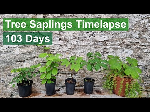 Growing Tree Saplings Timelapse: Beech, Hazel, Sycamore, Oak, Horse-chestnut