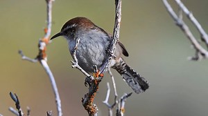 39K views · 5K reactions | Bewick's wren singing (Thryomanes bewickii) British Columbia, Nebraska, Ontario, Pennsylvania, Maryland, Mexico, Arkansas, Gulf States. | BIRDS & Nature | Facebook