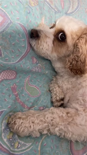 Oscar’s Favorite Word: What Makes Your Dog Happy?