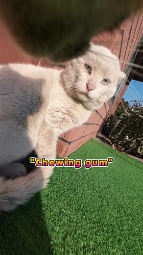 Understanding Doujuan the Tabby Cat's Behavior