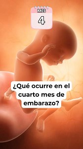 🤔 ¿Qué ocurre en el CUARTO MES de embarazo? 🤰 Síntomas y desarrollo del bebé #embarazomesames #cuartomesdeembarazo #embarazo #embarazosaludable #embarazofeliz | Blog del bebé