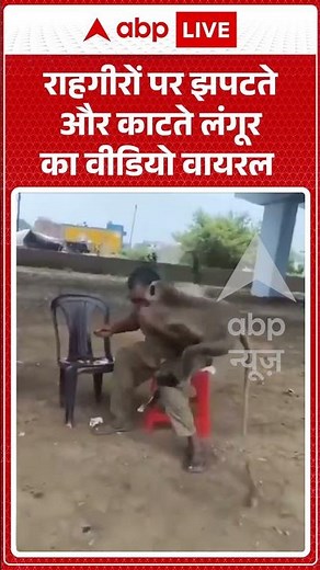 Viral Video: राहगीरों पर झपटते और काटते लंगूर का वीडियो वायरल #shorts #ytshortsindia