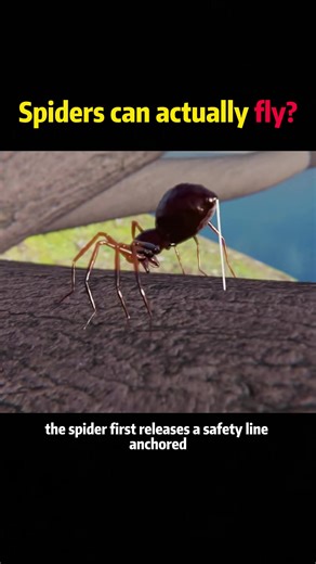 1.7K views · 11 reactions | Spiders can actually fly usa science knowledge MindMinds | science.enthusias | Facebook