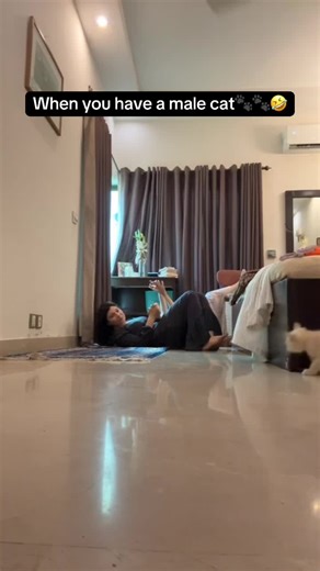 Understanding Male Cat Behavior: Tips and Insights