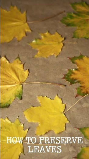 How to Preserve Fall Leaves with Wax for Easy DIY for Seasonal Decor #fallcrafts #fallleaves