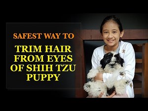 How to Trim Shih Tzu Hair Around the Eyes