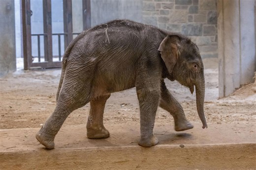 When will the new baby elephant debut at the National Zoo in DC?