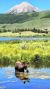 Crested Butte is the most beautiful Mountain Town Ever🪻🏔️🫎! #moose #crestedbutte #mountains #rockymountains #crestedbuttemoose #colorado #coloradomountains #rockymountains #coloradowildlife #landscape #earth | Colorado Wild Adventures