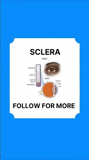 Sclera of the eye #Sclera #EyeAnatomy #biology #eyecareexcellence #ytshorts #science