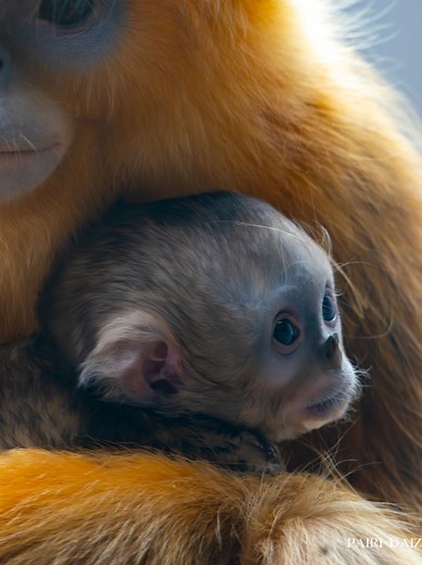 Rare Baby Golden Snub-Nosed Monkey Born at Pairi Daiza