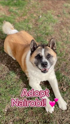 SAVE Animal Shelter on Instagram: "Our shelter director is an Akita fancier and actively involved in Akita rescue in addition to his work here at SAVE. Turn sound ON 🔉 to hear what Jack has to say about adoptable pooch, Nairobi 🐕❤️ . . . She’s 4 years old and 111 lbs of fluff! If Nairobi sounds like the dog for your family, visit link in bio or go to SaveHomelessAimals.org to apply to give her a home today! . . . #adoptashelterdog #adoptabledogs #adoptabledogsofnj #adoptabledogsofinstagram #sa