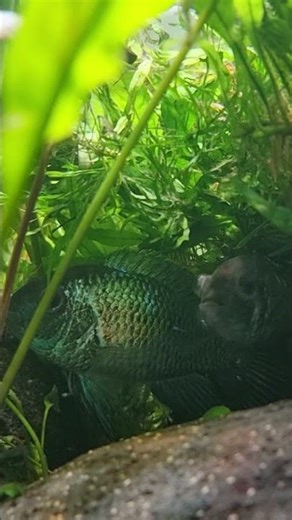 Electric-blue Acara Babies
