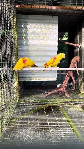 Amazon Parrot Breeding Project Insights