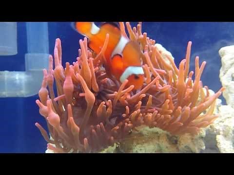 Anemone hosting clownfish