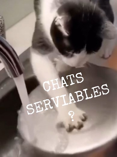 Voici la preuve que les chats peuvent être serviables ! #chat #serviable