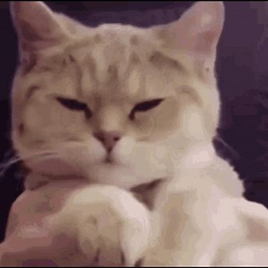 1.8K views · 100 reactions | What's the best cat GIF? Share yours in the comment section below!  | World's Best Cat Litter | Facebook