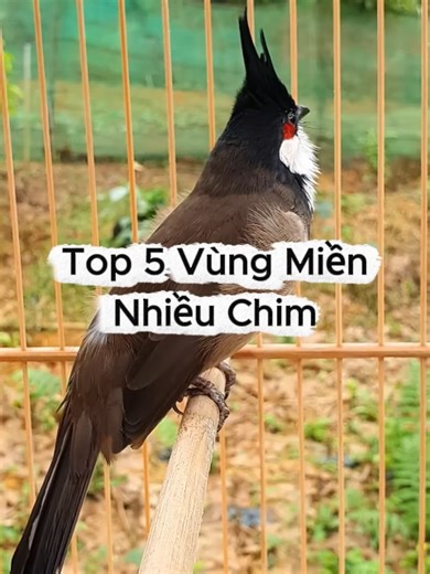 Khám Phá Hệ Sinh Thái Chim Việt Nam Theo Vùng Miền