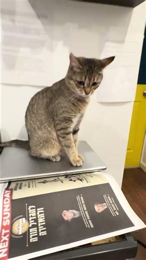 Kanaani Cat — The Rarest Cat Breed on Earth? Meet Haifa