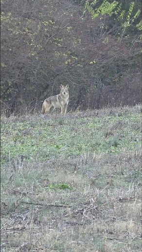 Bobcat and coyote double! #foxpro #coyote #bobcat #hunting #wildlife