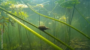 The great pond snail, crawling under water
