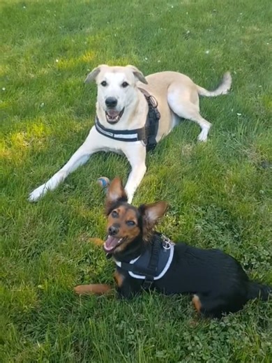 #sundayfunday We hope you all had a pawtastic weekend and a wonderful first day of june Maily & Barney #hellojune #weekendvibe #goodtimes #happypaws #happydogs #twodogs #fypdogs #dogsforyou #makefetchhappen #chuckitball