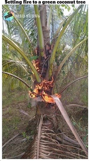 Setting fire to a green coconut tree//MSD SURVEY #shorts