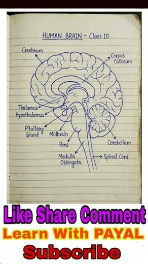 HUMAN BRAIN & ITS TYPES| CLASS 10| #humanbrain #humanbrainstructure #brainstructure #learnwithpayal