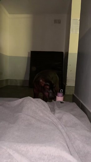 Shaina Brook (@shainabrook) - Sleepovers with Gloria: Baby Hippo Adventures in South Africa