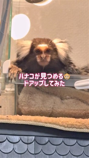 コモンマーモセットのハナコがただ見つめている。猿を放し飼いの日常。#ペット #monkeys #animals #コモンマーモセット #猿