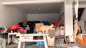 These excited dogs playing gymnastics are winning hearts- Watch viral video