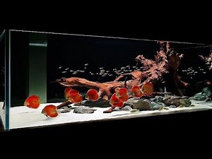 Top 8 Gorgeous Discus Fish Tank | Beautiful Discus Landscape