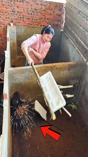 অদ্ভুত সব ফ্যাক্টস || শিক্ষার পথ #shorts #facts #shortsviral #banglashorts