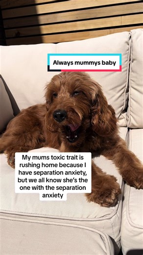 Mum Rushing Home for Separation Anxiety Moments with Red Cockapoo