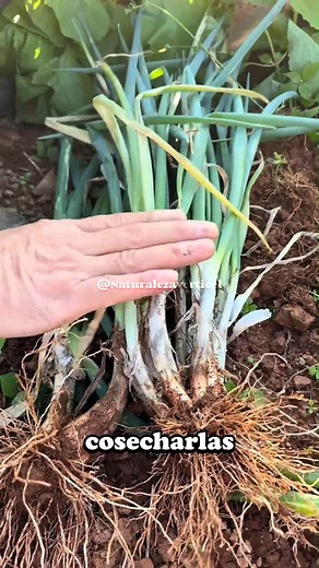 La cebolla de verdeo es perfecta para quienes buscan un cultivo práctico y rápido en su huerta. Con el momento adecuado y cuidados esenciales, disfrutarás de su frescura y nutrientes en poco tiempo. ¡Aquí te contamos cómo lograrlo! ✅ Época Ideal para Sembrar Este cultivo es muy adaptable y puede sembrarse casi todo el año, aunque las mejores épocas según tu clima son: - Primavera y verano: Ideal para regiones frías o templadas. - Otoño e invierno: Perfecto para zonas cálidas o tropicales. ✅ Tiem