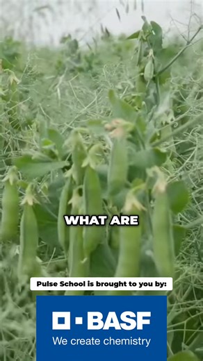 We discuss key considerations for picking the right inoculant for your farm, including: formulation, rhizobium strain, and additional biologicals in this Pulse School episode! #InoculantGuide #RhizobiumStrain #SoilHealth #AgricultureTips #CropManagement #cdnag | RealAgriculture