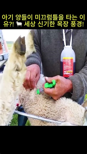 아기 양들이 미끄럼틀을 타는 이유?! 🐑 세상 신기한 목장 풍경!#아기양 #목장풍경 #신기한영상 #동물농장 #양키우기 #축산업 #해외영상 #귀여운영상 #목장체험 #꿀팁