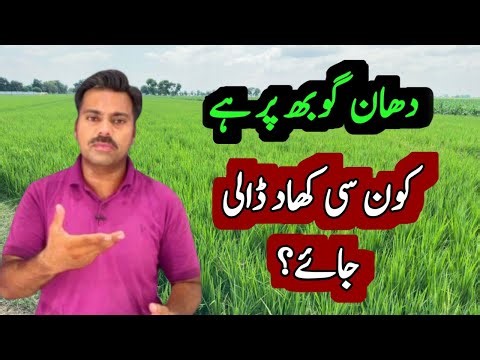 The best fertilizer for rice crop on booting stage | How to use potash in paddy fields